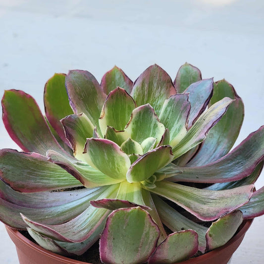 Aeonium ‘Pink Witch' - 6 Inch Assorted - Succulent - DesertScapeSucculent