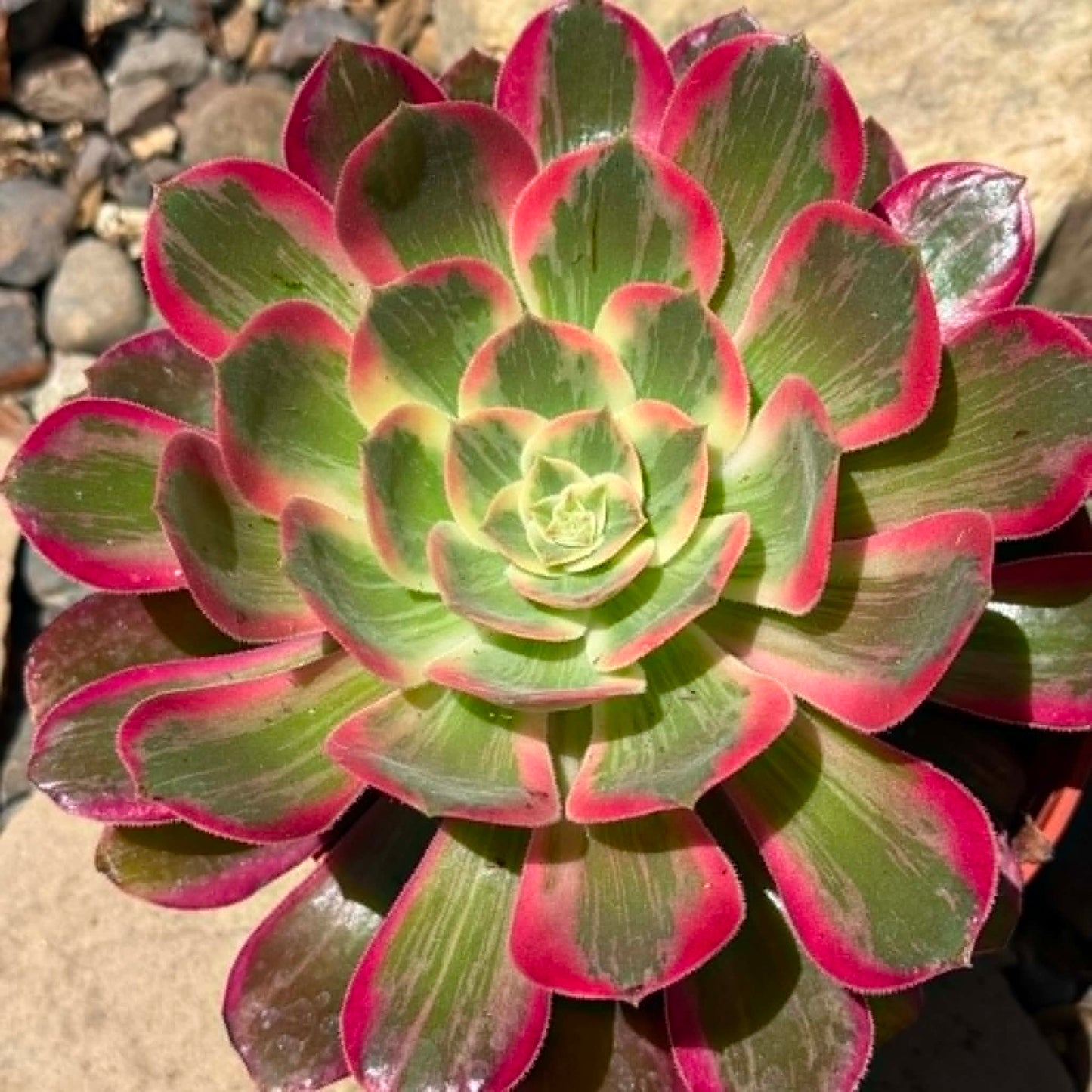 DesertScapeSucculent Succulent 6 Inch Assorted Aeonium ‘Pink Witch'
