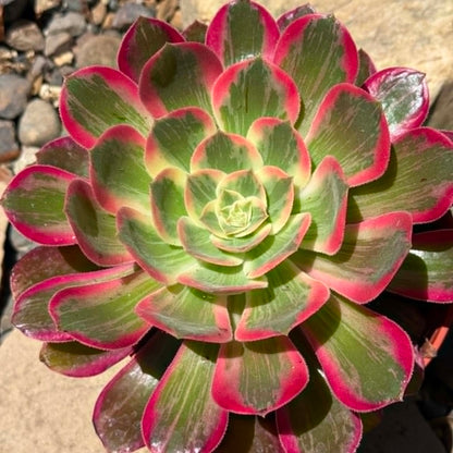 DesertScapeSucculent Succulent 6 Inch Assorted Aeonium ‘Pink Witch'