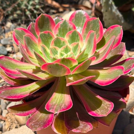 DesertScapeSucculent Succulent 6 Inch Assorted Aeonium ‘Pink Witch'