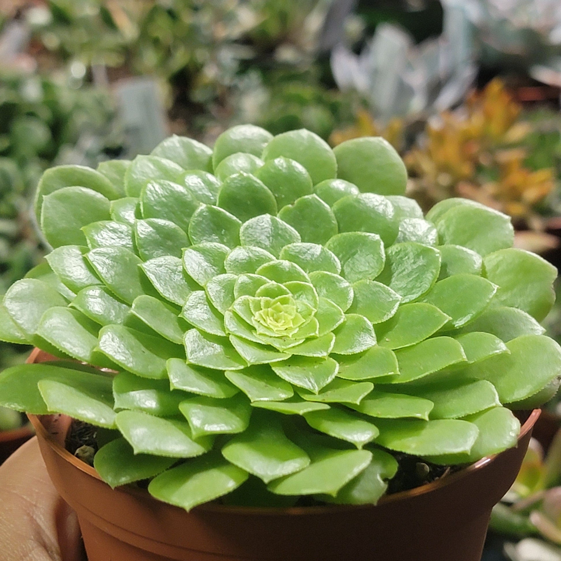 green platters succulent Aeonium pseudotabuliforme 'Green Platters'