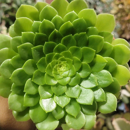 Aeonium pseudotabuliforme 'Green Platters'