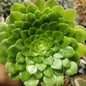 Aeonium pseudotabuliforme 'Green Platters' - 4 Inch Assorted - Succulent - DesertScapeSucculent