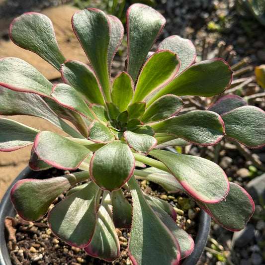 DesertScapeSucculent Succulent 1 gal Assorted Aeonium 'Rainbow Chanel'