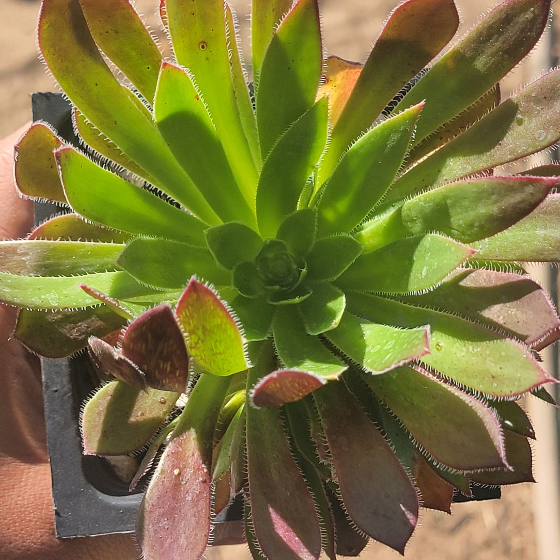 DesertScapeSucculent Succulent 4" Assorted Aeonium simsii