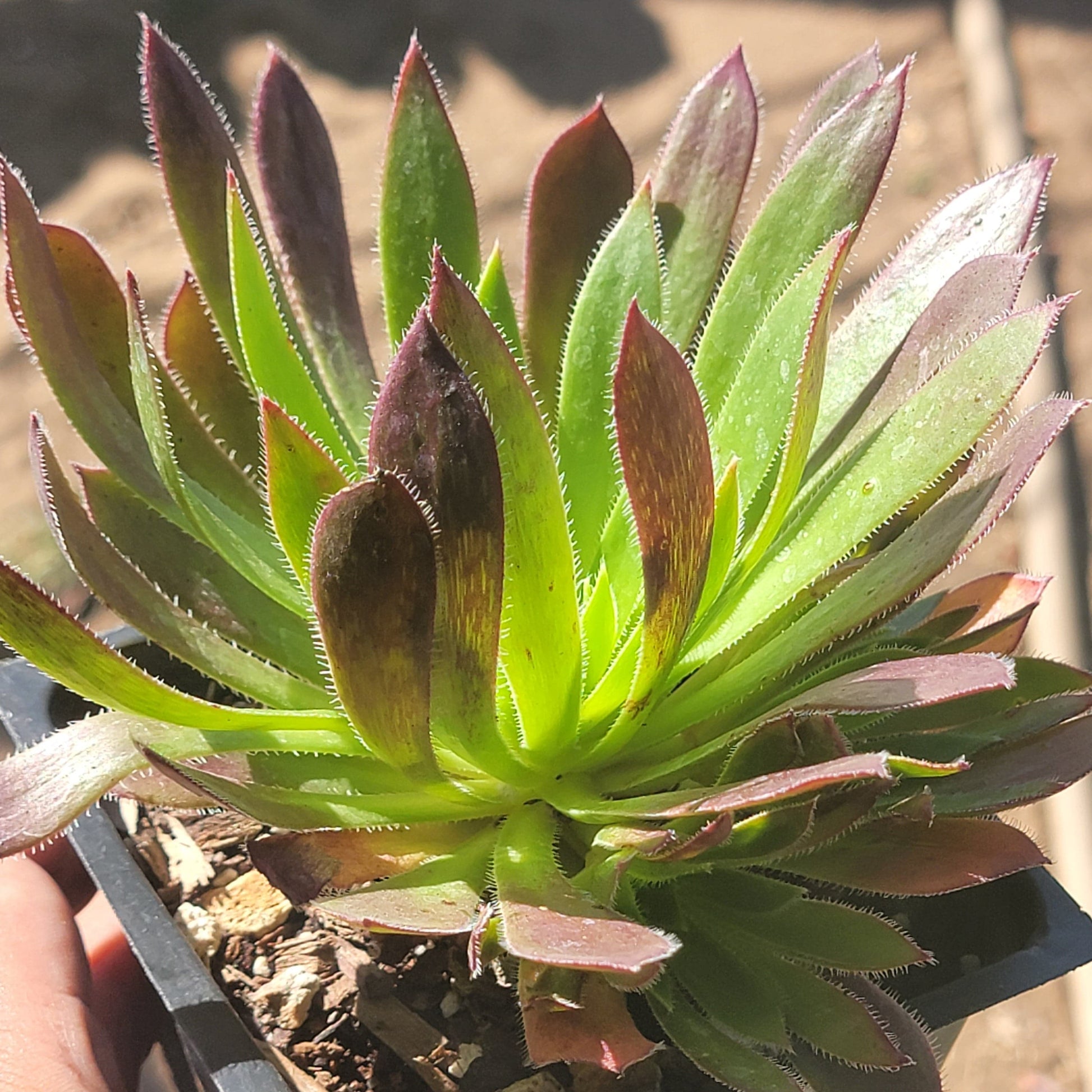 DesertScapeSucculent Succulent 4" Assorted Aeonium simsii