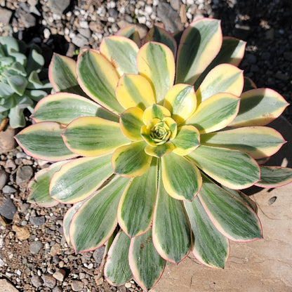 succulents aeonium sunburst Aeonium 'Sunburst' – DesertScapeSucculent