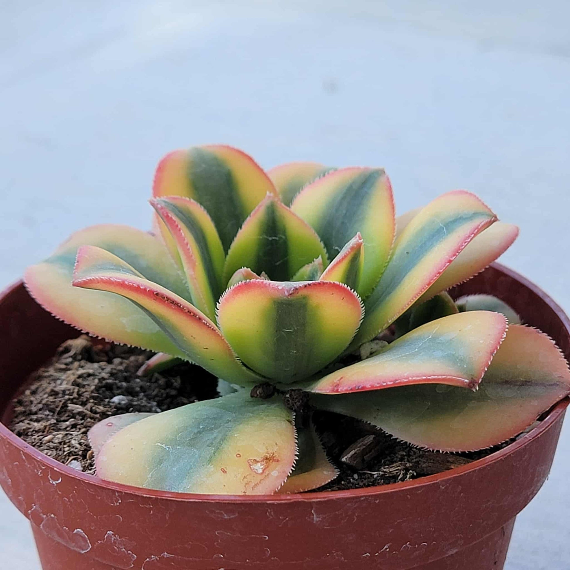 echeveria sunburst succulent Aeonium 'Sunburst' – DesertScapeSucculent