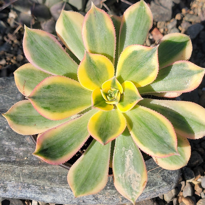 DesertScapeSucculent Succulent 4” Assorted Aeonium 'Sunburst'