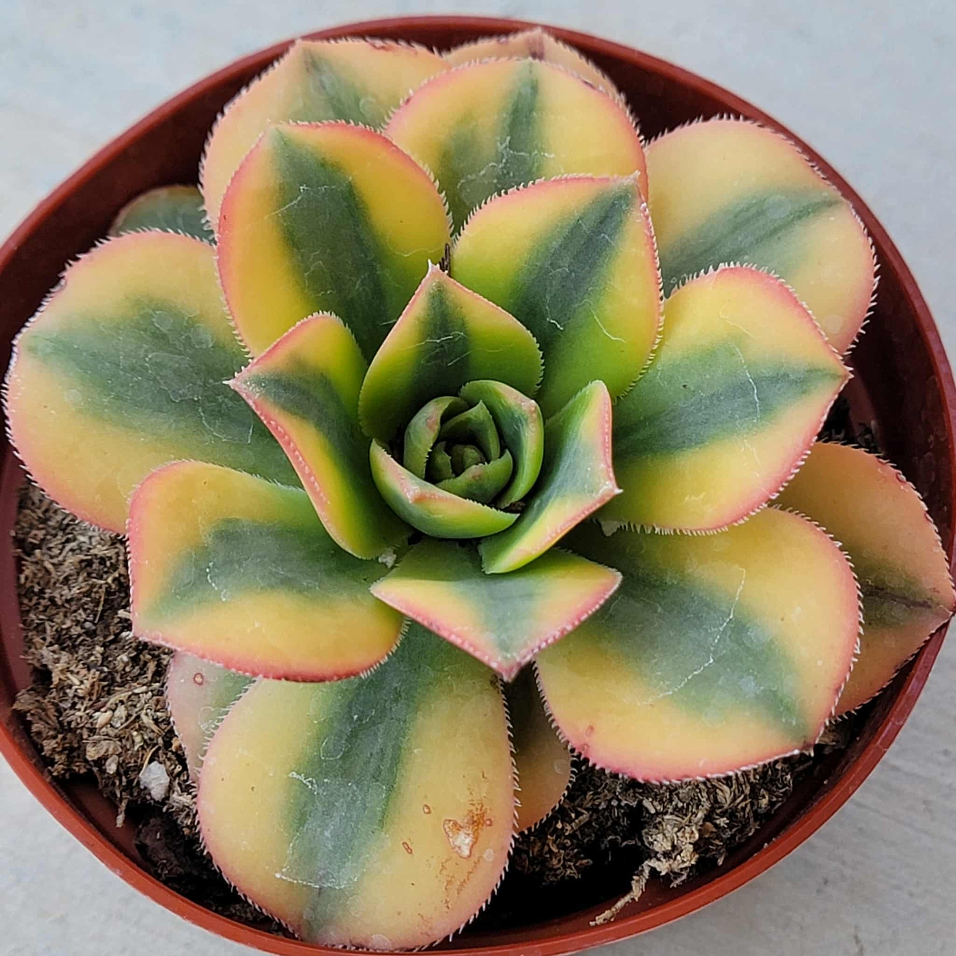 Aeonium 'Sunburst' - 4 Inch Assorted - Succulent - DesertScapeSucculent
