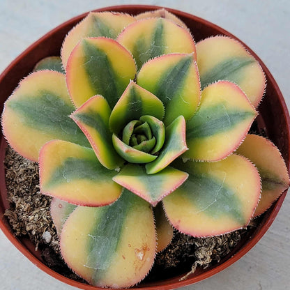 Aeonium 'Sunburst' - 4 Inch Assorted - Succulent - DesertScapeSucculent