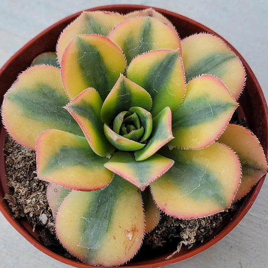 Aeonium 'Sunburst' - 4 Inch Assorted - Succulent - DesertScapeSucculent