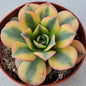 Aeonium 'Sunburst' - 4 Inch Assorted - Succulent - DesertScapeSucculent