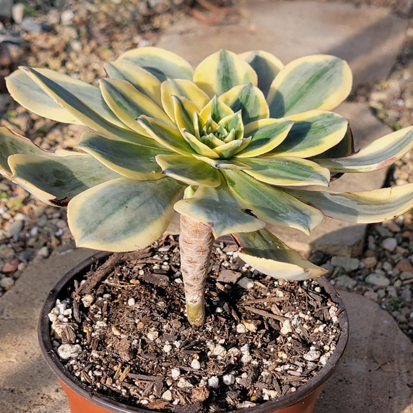 DesertScapeSucculent Succulent Aeonium 'Sunburst'