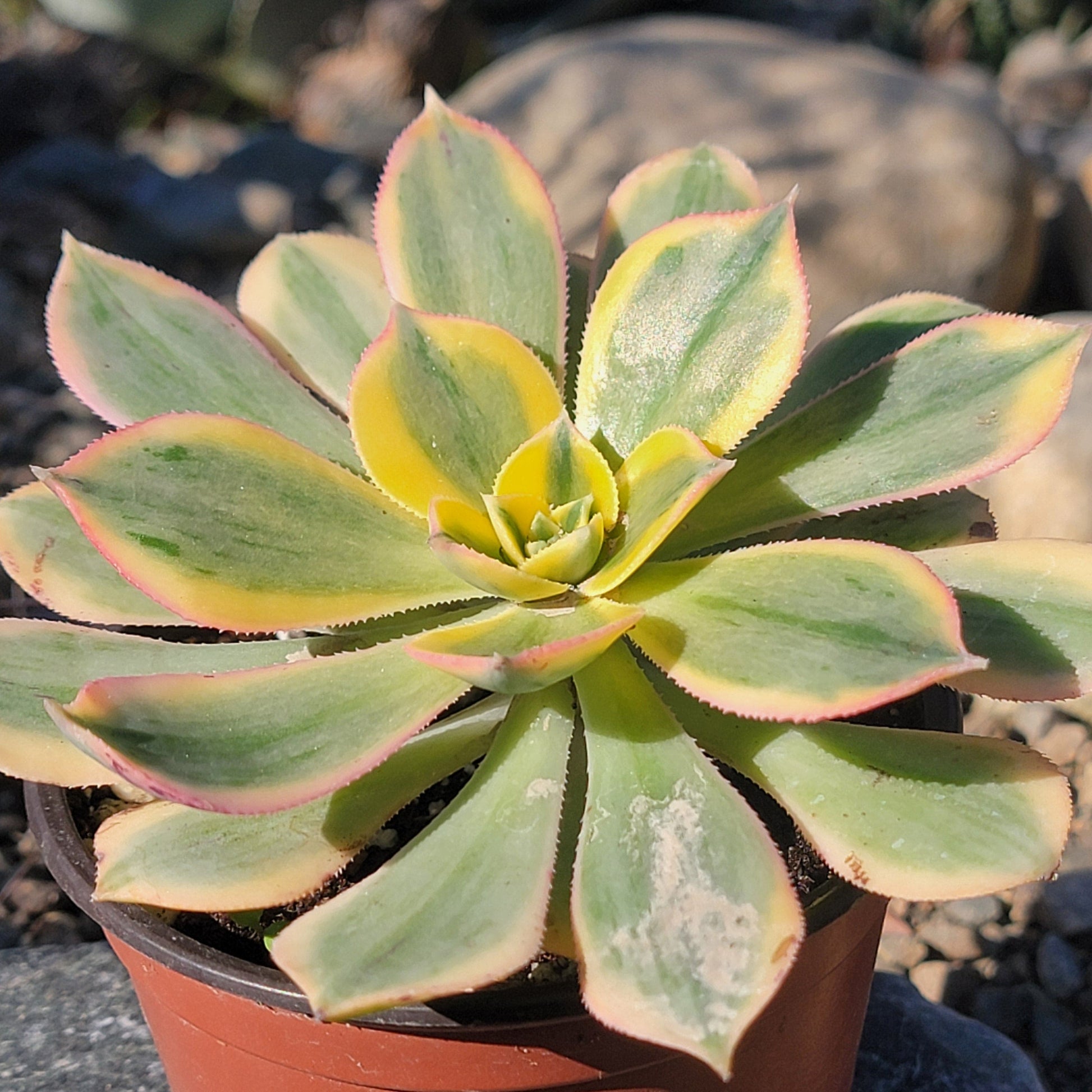 DesertScapeSucculent Succulent Aeonium 'Sunburst'