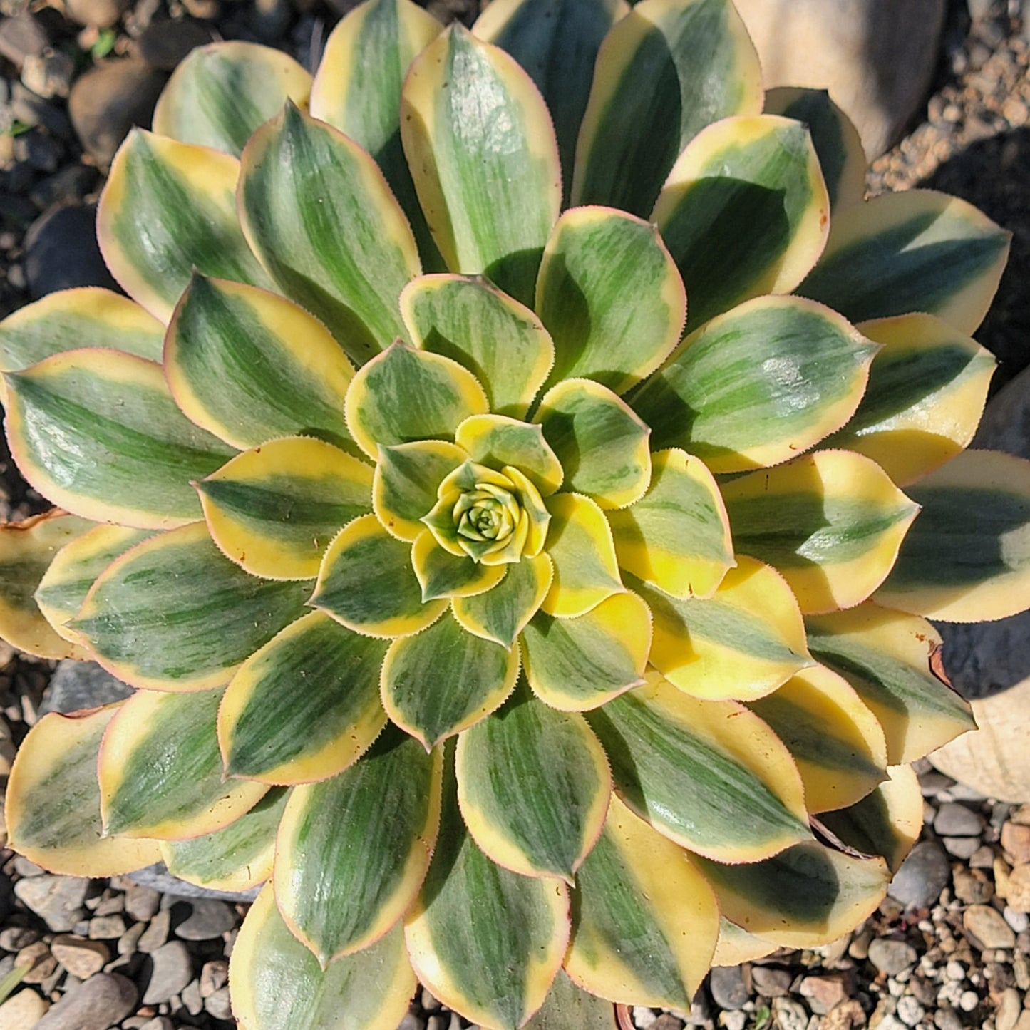 DesertScapeSucculent Succulent Aeonium 'Sunburst'