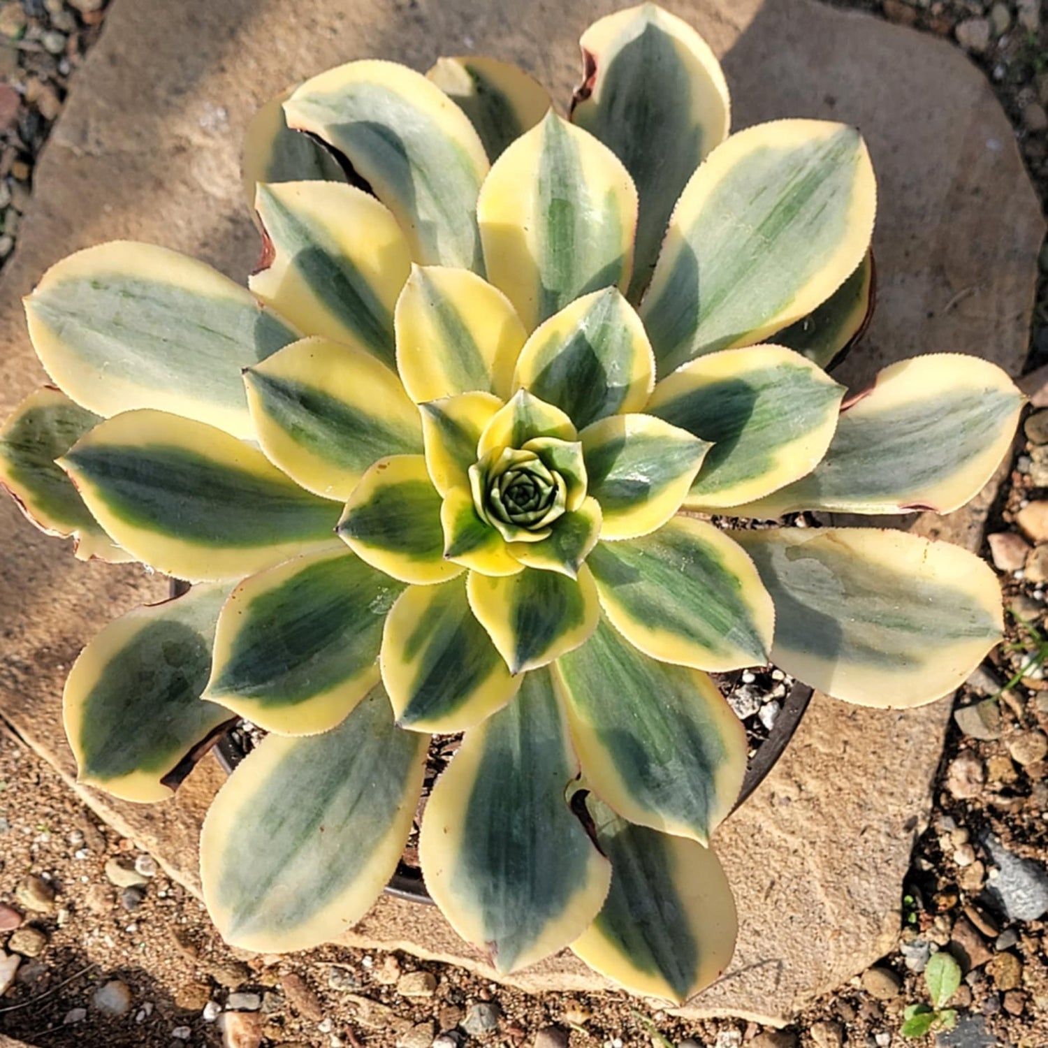 DesertScapeSucculent Succulent 6" Assorted Aeonium 'Sunburst'