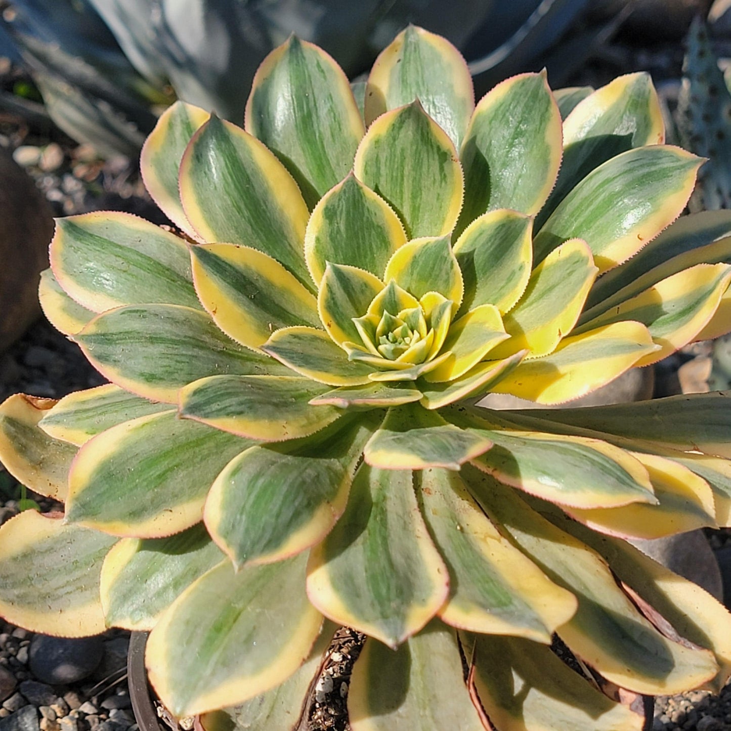 DesertScapeSucculent Succulent 6" Assorted Aeonium 'Sunburst'