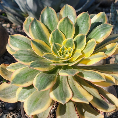 DesertScapeSucculent Succulent 6" Assorted Aeonium 'Sunburst'