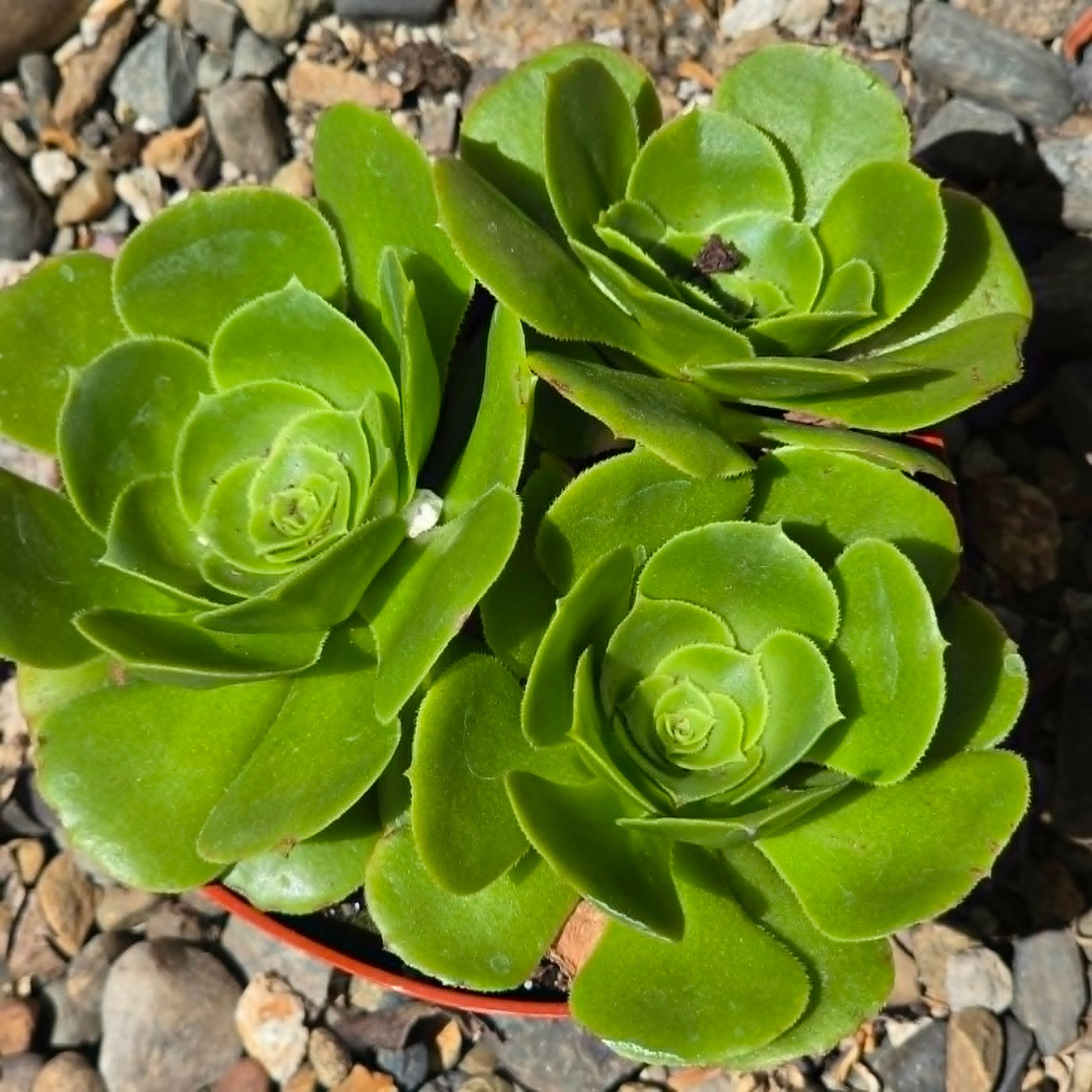DesertScapeSucculent Succulent 4 Inch Aeonium urbicum 'Mint Saucer'