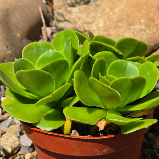 DesertScapeSucculent Succulent 4 Inch Aeonium urbicum 'Mint Saucer'
