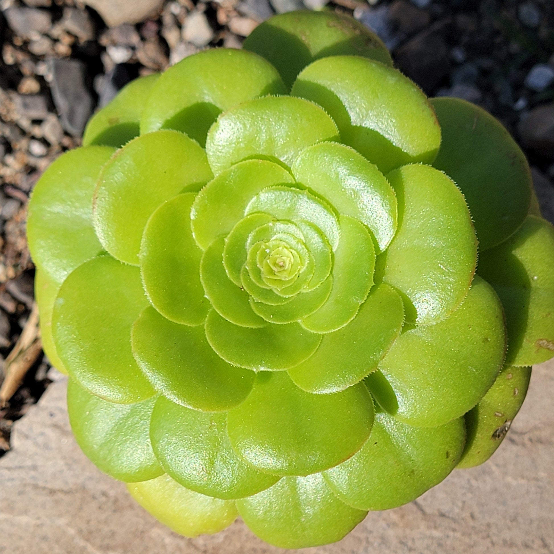 saucer plant aeonium urbicum Aeonium urbicum 'Mint Saucer'