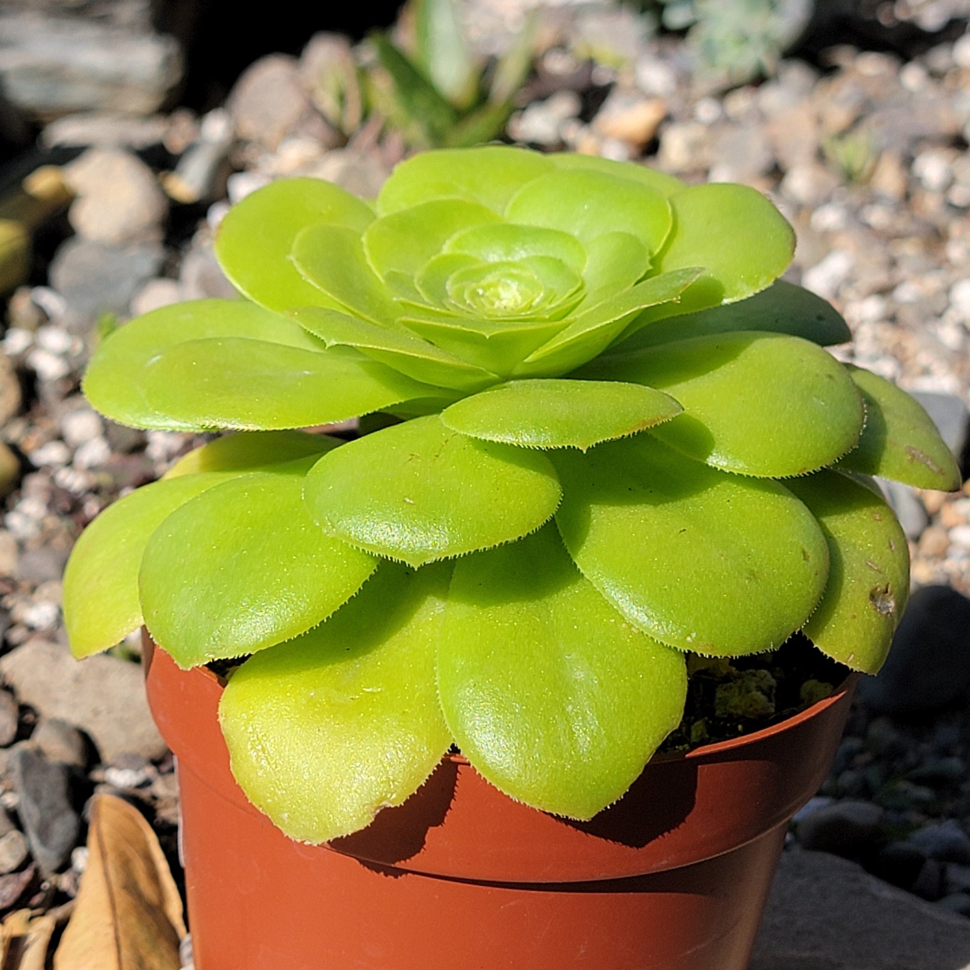 mint saucer succulent Aeonium urbicum 'Mint Saucer'