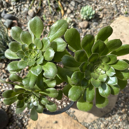 DesertScapeSucculent Succulent Aeonium urbicum 'Rubrum'