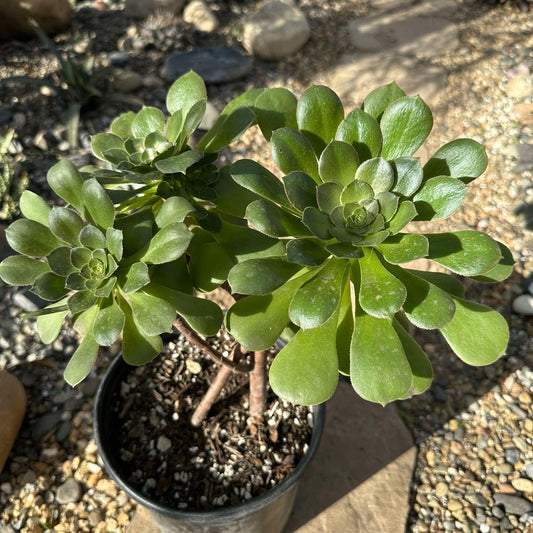 DesertScapeSucculent Succulent Aeonium urbicum 'Rubrum'