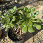 Aeonium urbicum 'Rubrum' - 1 Gal Assorted - Succulent - DesertScapeSucculent