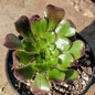 Aeonium urbicum 'Rubrum' - 4 Inch Assorted - Succulent - DesertScapeSucculent