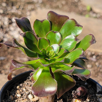 DesertScapeSucculent Succulent 4" Assorted Aeonium urbicum 'Rubrum'