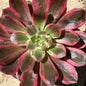 Aeonium ‘Wedding Dress’ - 6 Inch Assorted - Succulent - DesertScapeSucculent