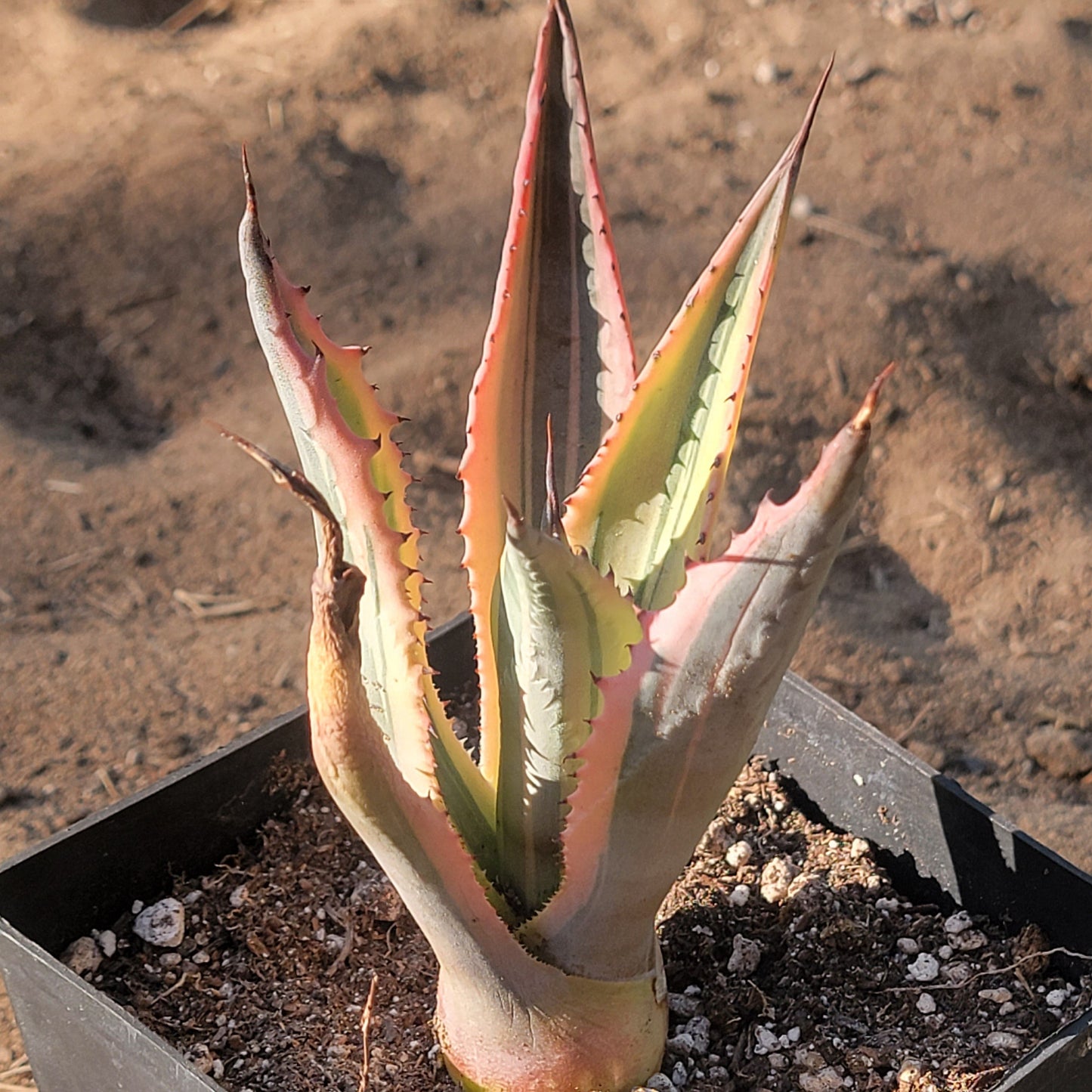 Agave 'Americana' Variegated