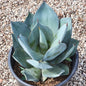 Agave 'Celsii Nova' - 5 gal Assorted - Agave - DesertScapeSucculent