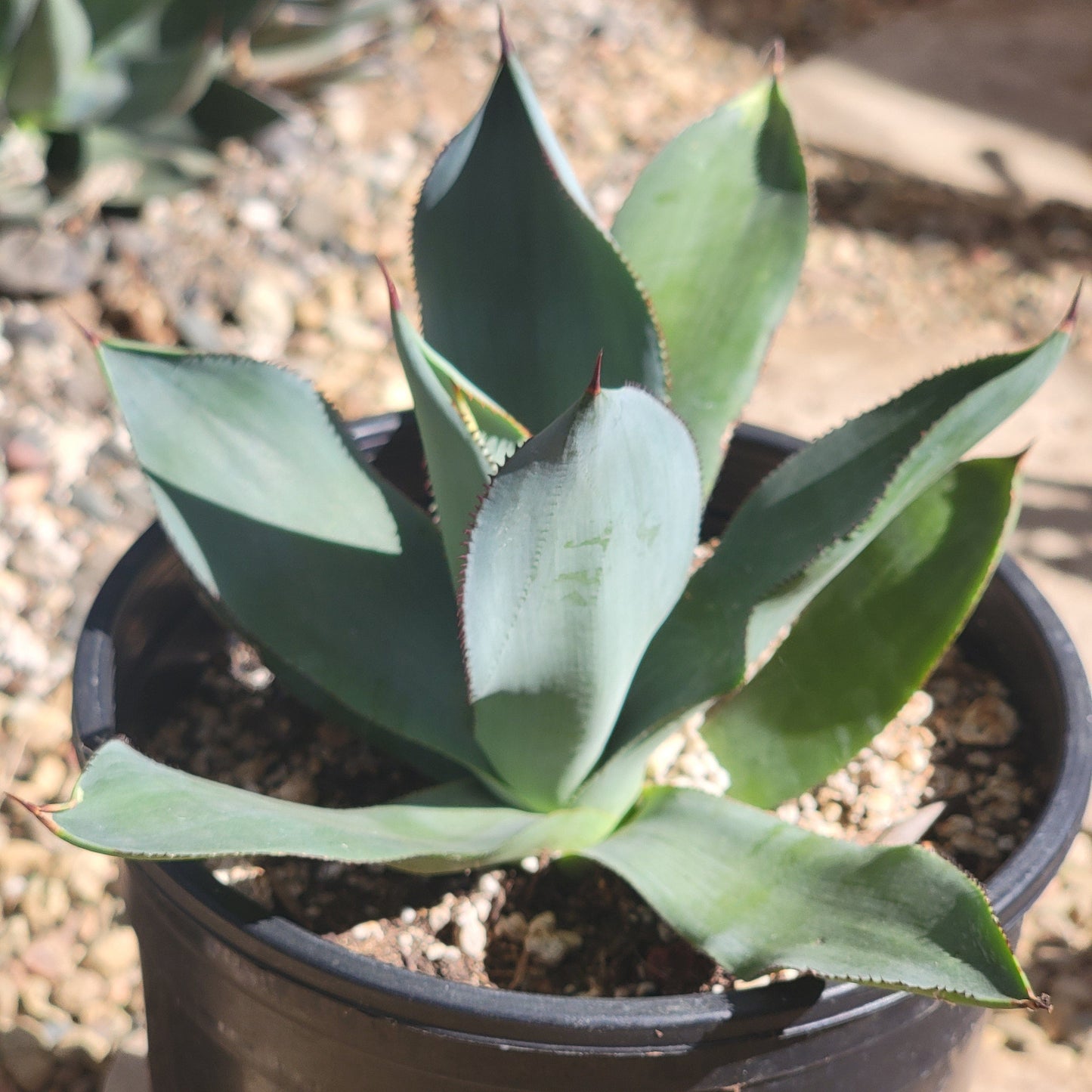 Agave 'Celsii Nova'