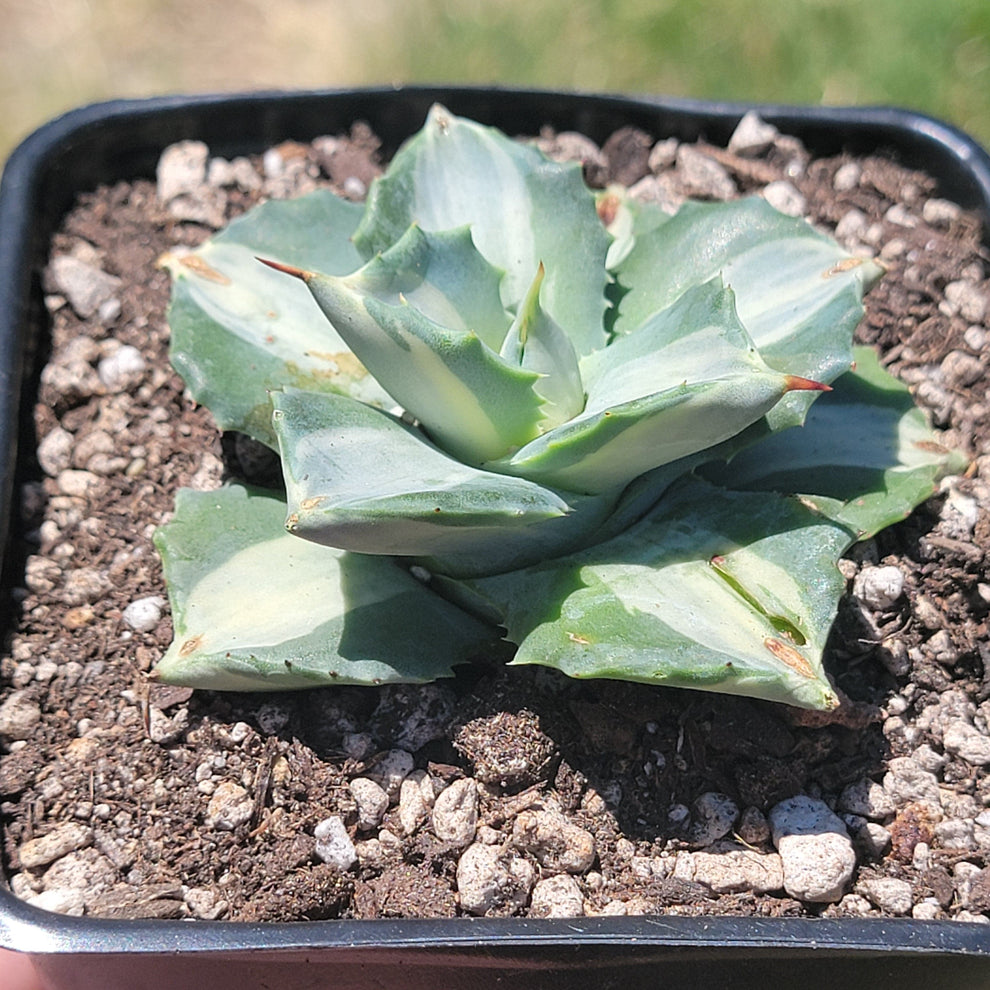 Agave Isthmensis 'Dwarf Butterfly' Var. – DesertScapeSucculent