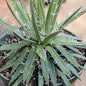 DesertScapeSucculent Succulent 6" Assorted Agave Leopoldii