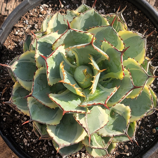 Agave potatorum 'Kichiokan' Variegated