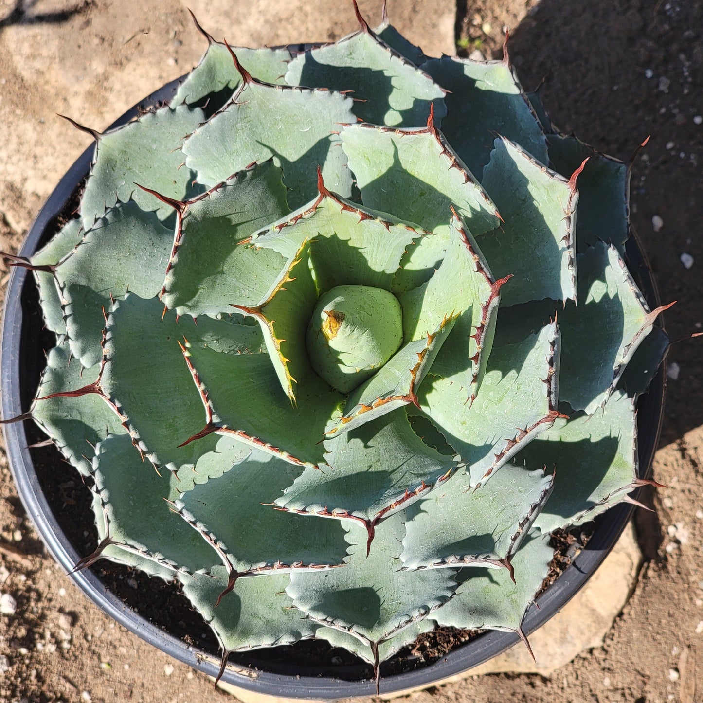 Agave potatorum 'Kichiokan'