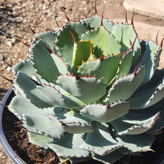 Agave potatorum 'Kichiokan'