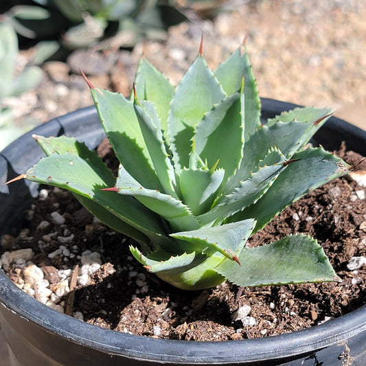 DesertScapeSucculent Succulent 6"/1 gal Assorted Agave potatorum 'Kichiokan'