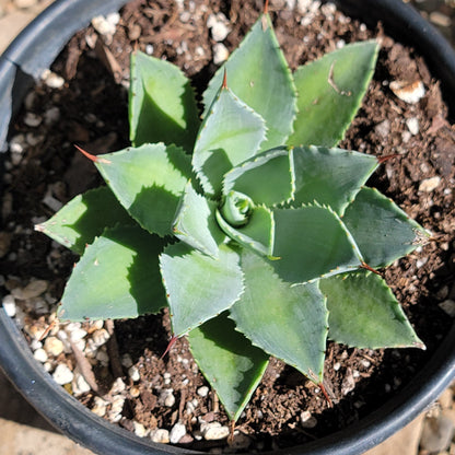 Agave potatorum 'Kichiokan'