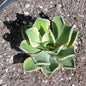 Agave potatorum 'Kichiokan' Variegated - 2gal Marginata Variegated - Agave - DesertScapeSucculent