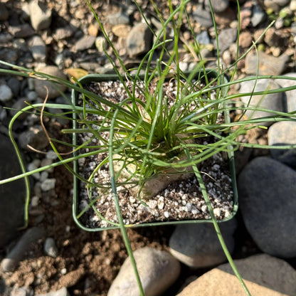 DesertScapeSucculent Succulent 4 Inch Albuca augrabies