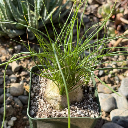 DesertScapeSucculent Succulent 4 Inch Albuca augrabies