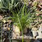 DesertScapeSucculent Succulent 4 Inch Albuca augrabies