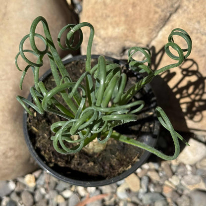Albuca Spiralis 'Frizzle Sizzle' - 4 Inch - Succulent - DesertScapeSucculent