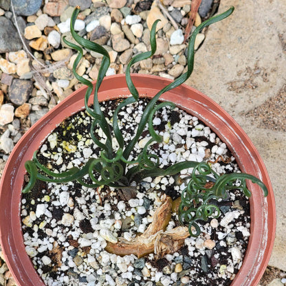 Albuca Spiralis 'Frizzle Sizzle' - 4 Inch - Succulent - DesertScapeSucculent