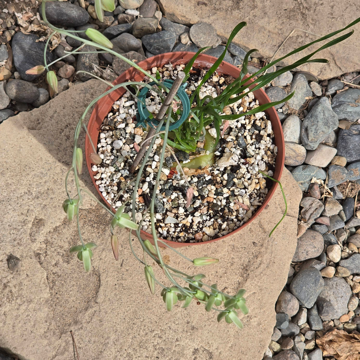DesertScapeSucculent Succulent Albuca Spiralis 'Frizzle Sizzle'